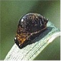 Kornbladbillens larve (Oulema melanopus): undefined