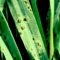 Bygrust (Puccinia hordei): undefined