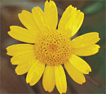 Okseøje, gul: Blomsterkurv