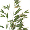 Fusarium (Fusarium avenaceum): undefined