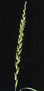 Rajgræs, alm.: Voksen plante