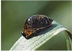 Kornbladbillens larve: Kornbladbillens larve med ekskrementer på ryggen