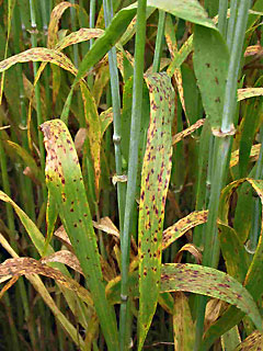 Ramularia bladplet: Ramularia-bladplet på byg, symptomer på blade