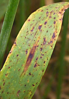 Ramularia bladplet: Ramularia-bladplet og en større Bipolaris-bladplet midt på bladet