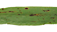Ramularia bladplet: Ramularia-bladplet tidlige angreb på byg