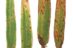 Ramularia bladplet: Ramularia-bladplet sene angreb på byg