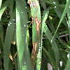 Skoldplet (Rhynchosporium secalis): undefined