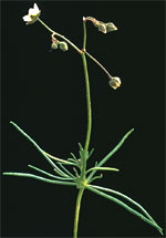 Spergel, alm.: Voksen plante