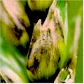 Septoria (Hvedegråplet) (Septoria tritici / Stagonospora nodorum): undefined