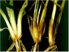Knækkefodsyge: Til venstre sund hvedeplante, til højre planter angrebet af knækkefodsyge