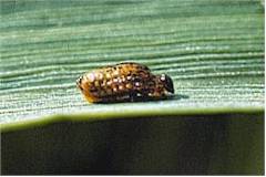 Kornbladbillens larve: Kornbladbillens larve uden ekskrementer på ryggen