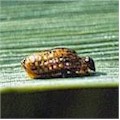 Kornbladbillens larve (Oulema melanopus): undefined