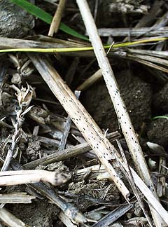 Hvedebladplet(DTR): Sorte, udstående sporehuse (pseudothecier) på halmstrå, produceret af svampen i efteråret