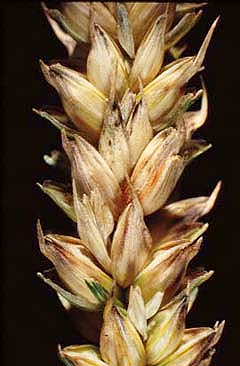 Fusarium: Aksfusarium i hvede under normale markforhold