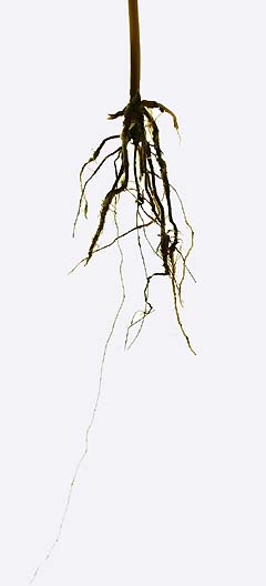 Goldfodsyge: Sorte rødder og stængelbasis fra hvedeplante med stærkt angreb af goldfodsyge