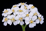Achillea millefolium L.: Flower