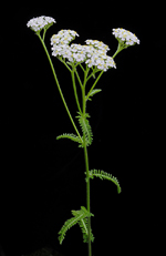 Achillea millefolium L.: Mature plant