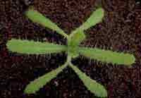 Amsinckia micrantha: Seedling