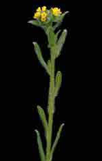 Amsinckia micrantha: Mature plant