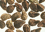 Amsinckia micrantha: Seeds