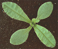 Bugloss: Seedling