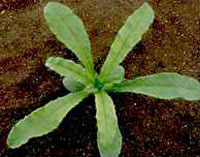 Bugloss: Early stage