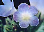 Bugloss: Flower