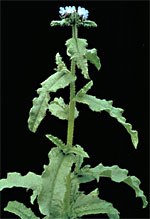 Bugloss: Mature plant