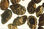 Bugloss: Seeds