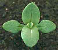 Anagallis arvensis L.: Seedling