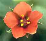 Anagallis arvensis L.: Flower