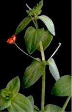 Anagallis arvensis L.: Mature plant