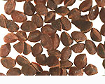 Anagallis arvensis L.: Seeds