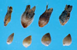 Parsley-piert: Seeds
