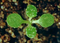 Arabidopsis thaliana: Seedling