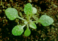 Arabidopsis thaliana: Early stage