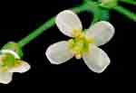 Arabidopsis thaliana: Flower