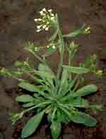 Arabidopsis thaliana: Mature plant