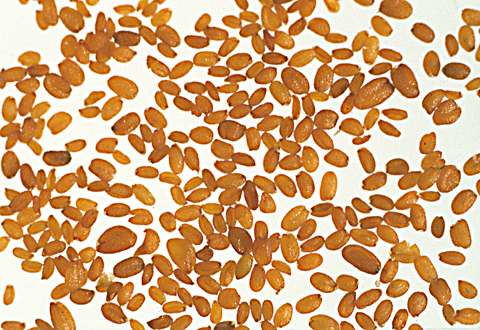 Arabidopsis thaliana: Seeds