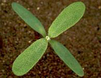 Atriplex patula L.: Seedling