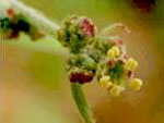 Atriplex patula L.: Flower