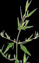 Atriplex patula L.: Mature plant