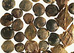 Common Orache: Seeds