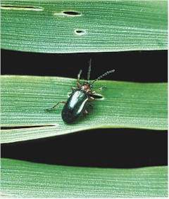 Kornbladbillens larve: Voksen kornbladbille og dens gnav