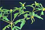 Bidens tripartita L.: Mature plant