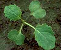 Brassica napus L.: Seedling