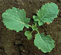 Brassica napus L.: Early stage