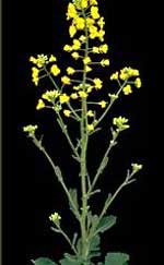 Brassica napus L.: Mature plant