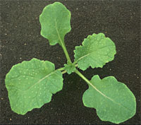 Brassica campestris L: Early stage