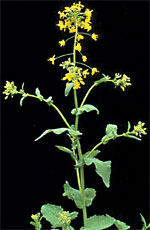Brassica campestris L: Mature plant